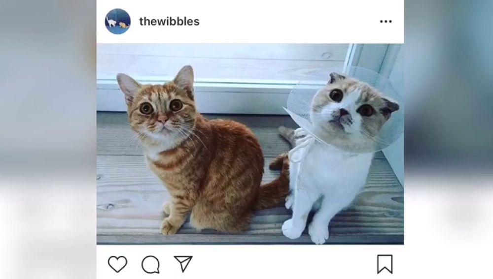 Ed Sheeran les crea una cuenta de Instagram a sus gatos