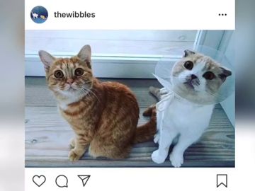 Ed Sheeran les crea una cuenta de Instagram a sus gatos