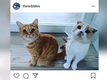 Ed Sheeran les crea una cuenta de Instagram a sus gatos Ed Sheeran les crea una cuenta de Instagram a sus gatos