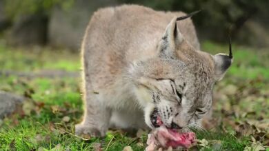 Aprueban el primer Listado de Especies Extinguidas en España para su reintroducción