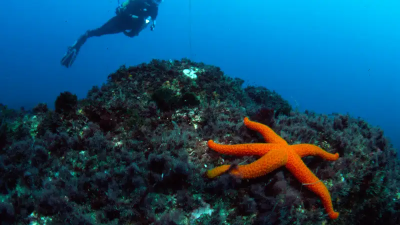 Buceo. Hendaya Los mejores lugares para practicar surf, paddle-surf o buceo en la costa vasco-francesa