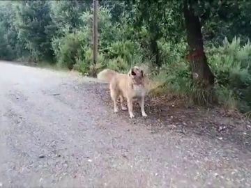 Aumenta la cifra de adopciones de gatos y perros por primera vez desde 2014 Aumenta la cifra de adopciones de gatos y perros por primera vez desde 2014
