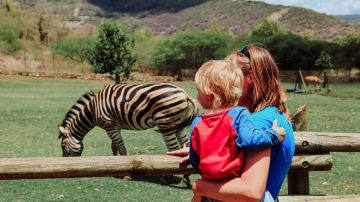 Cebras en un zoo