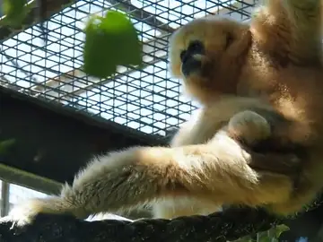 Nace en el zoológico de Córdoba una cría de gibón de mejilla blanca Nace en el zoológico de Córdoba una cría de gibón de mejilla blanca