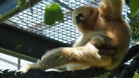 Nace en el zoológico de Córdoba una cría de gibón de mejilla blanca Nace en el zoológico de Córdoba una cría de gibón de mejilla blanca