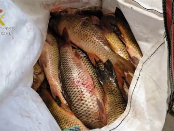 La Guardia Civil ha interceptado más de una tonelada de pescado capturado ilegalmente