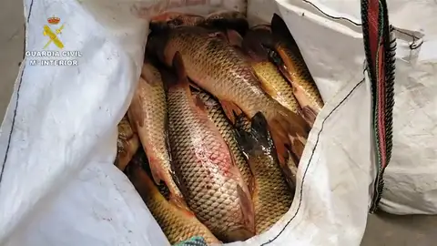 La Guardia Civil ha interceptado más de una tonelada de pescado capturado ilegalmente La Guardia Civil ha interceptado más de una tonelada de pescado capturado ilegalmente