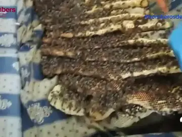 Encuentran una colmena de abejas de 25 kilos en un sofá Encuentran una colmena de abejas de 25 kilos en un sofá