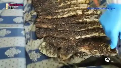 Encuentran una colmena de abejas de 25 kilos en un sofá Encuentran una colmena de abejas de 25 kilos en un sofá