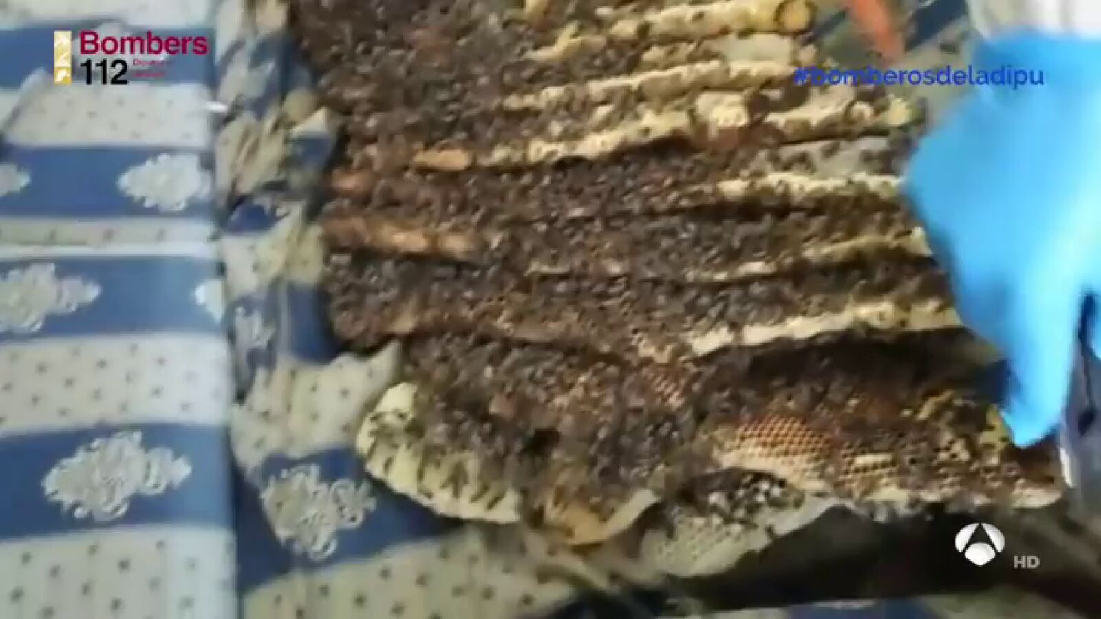 Encuentran una colmena de abejas de 25 kilos en un sofá