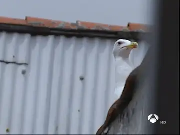 Imagen de archivo de una gaviota. Imagen de archivo de una gaviota.
