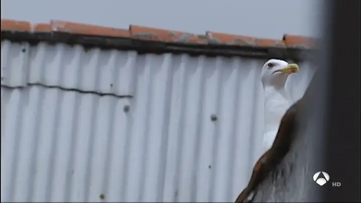 Imagen de archivo de una gaviota. Una superpoblación gaviotas invade la costa gallega