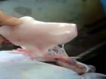 Pescado un rape en Lekeitio con el envase de un yogur en su interior