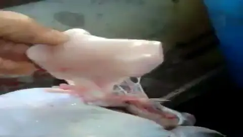 Pescado un rape en Lekeitio con el envase de un yogur en su interior Pescado un rape en Lekeitio con el envase de un yogur en su interior