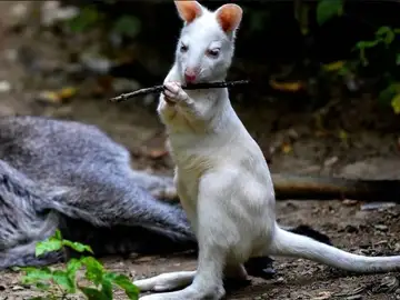 Archibald, una cría de canguro albino de 6 meses Archibald, una cría de canguro albino de 6 meses