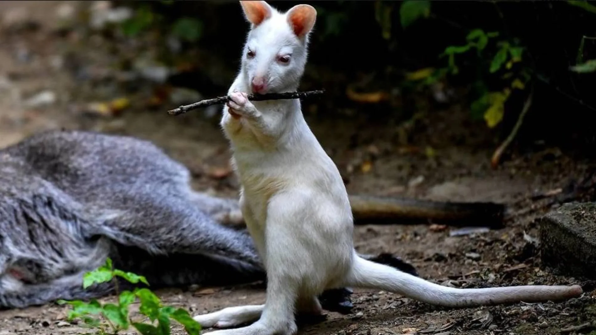 Archibald, una cría de canguro albino de 6 meses Archibald, una cría de canguro albino de 6 meses