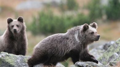 Zaragoza pone una placa en memoria de los animales maltratados en un zoo de la ciudad