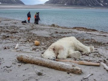 Oso polar muerto