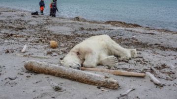 Oso polar muerto