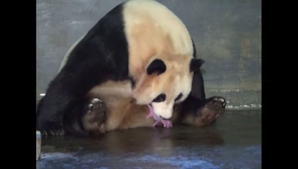 Una panda da a luz a unos mellizos en la provincia de Sichuan