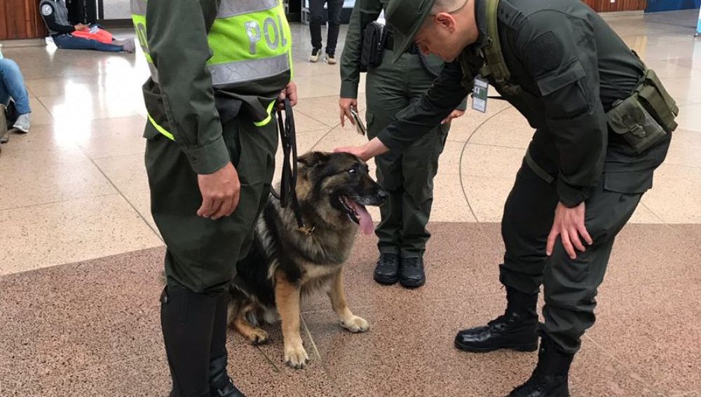 Perra policía en un aeropuerto de Colombia