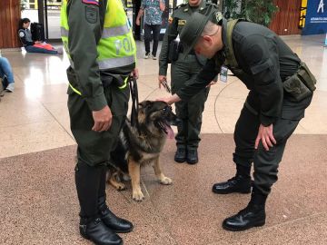 Perra policía en un aeropuerto de Colombia