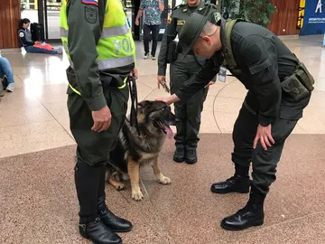Perra policía en un aeropuerto de Colombia Perra policía en un aeropuerto de Colombia