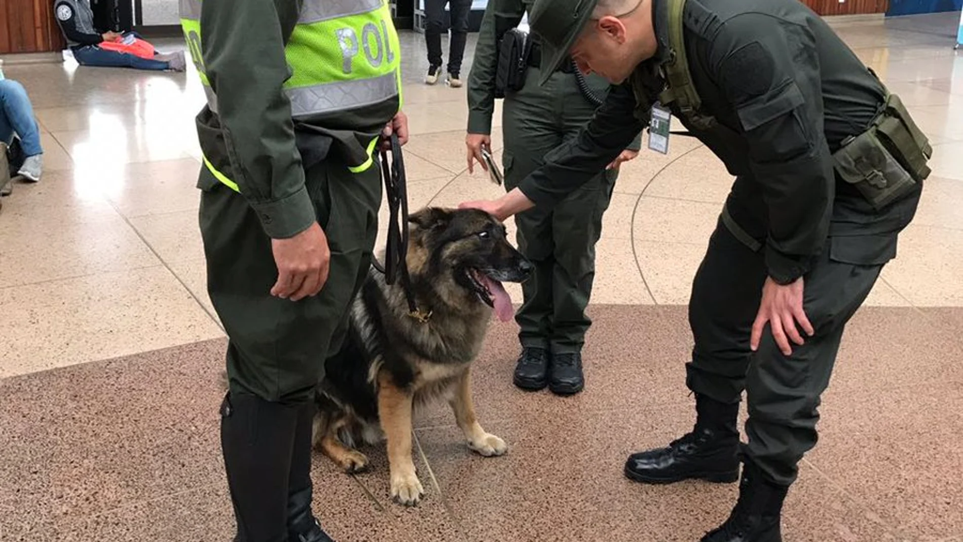 Perra policía en un aeropuerto de Colombia Perra policía en un aeropuerto de Colombia