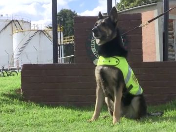 La mafia colombiana ofrece 70.000 dólares por la cabeza de una perrita policía La mafia colombiana ofrece 70.000 dólares por la cabeza de una perrita policía