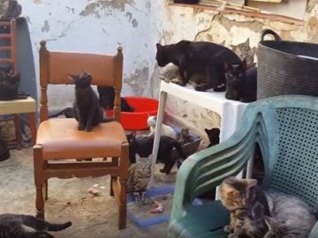 Gatos hacinados en una vivienda de Málaga
