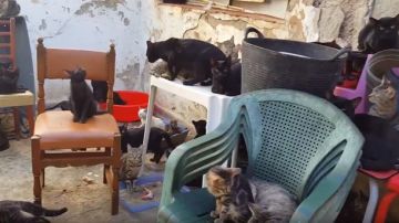 Gatos hacinados en una vivienda de Málaga
