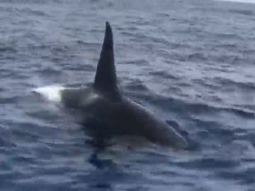 Un grupo de orcas atacan a dos calderones en Tenerife