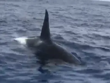 Orcas Orcas