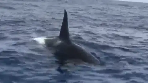Orcas Un grupo de orcas atacan a dos calderones en Tenerife