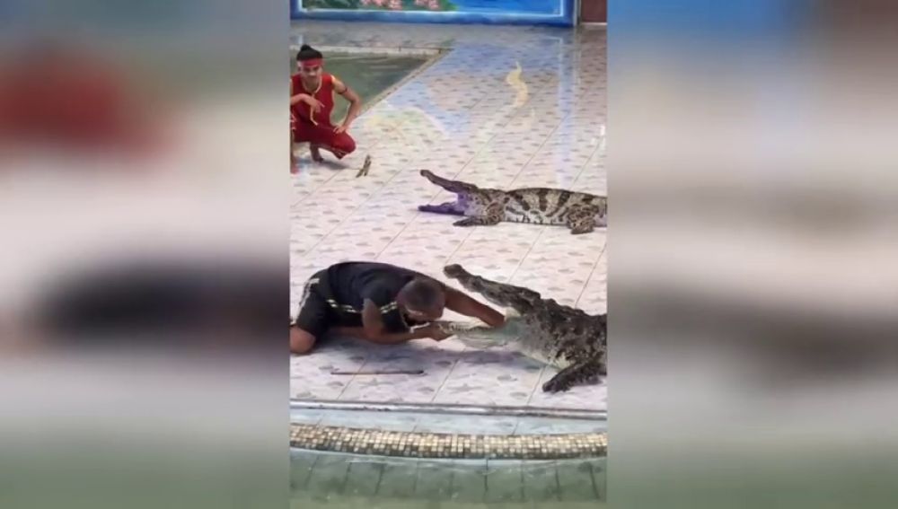 Un cocodrilo muerde a su cuidador en Tailandia