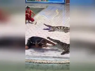 Un cocodrilo muerde a su cuidador en Tailandia Un cocodrilo muerde a su cuidador en Tailandia