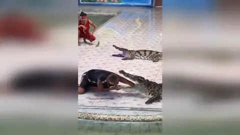 Un cocodrilo muerde a su cuidador en Tailandia Un cocodrilo muerde a su cuidador en Tailandia