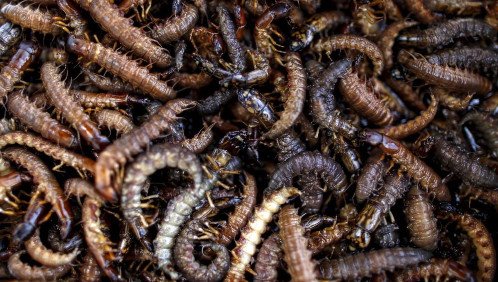 Ciempiés