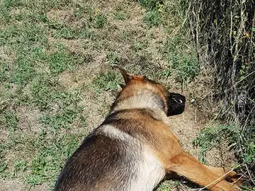 Kaos, el perro 'héroe' envenenado Kaos, el perro 'héroe' envenenado