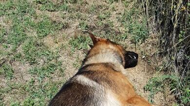 Conmoción en Italia después de que hallaran envenenado al perro 'héroe' que salvó decenas de vidas en un terremoto