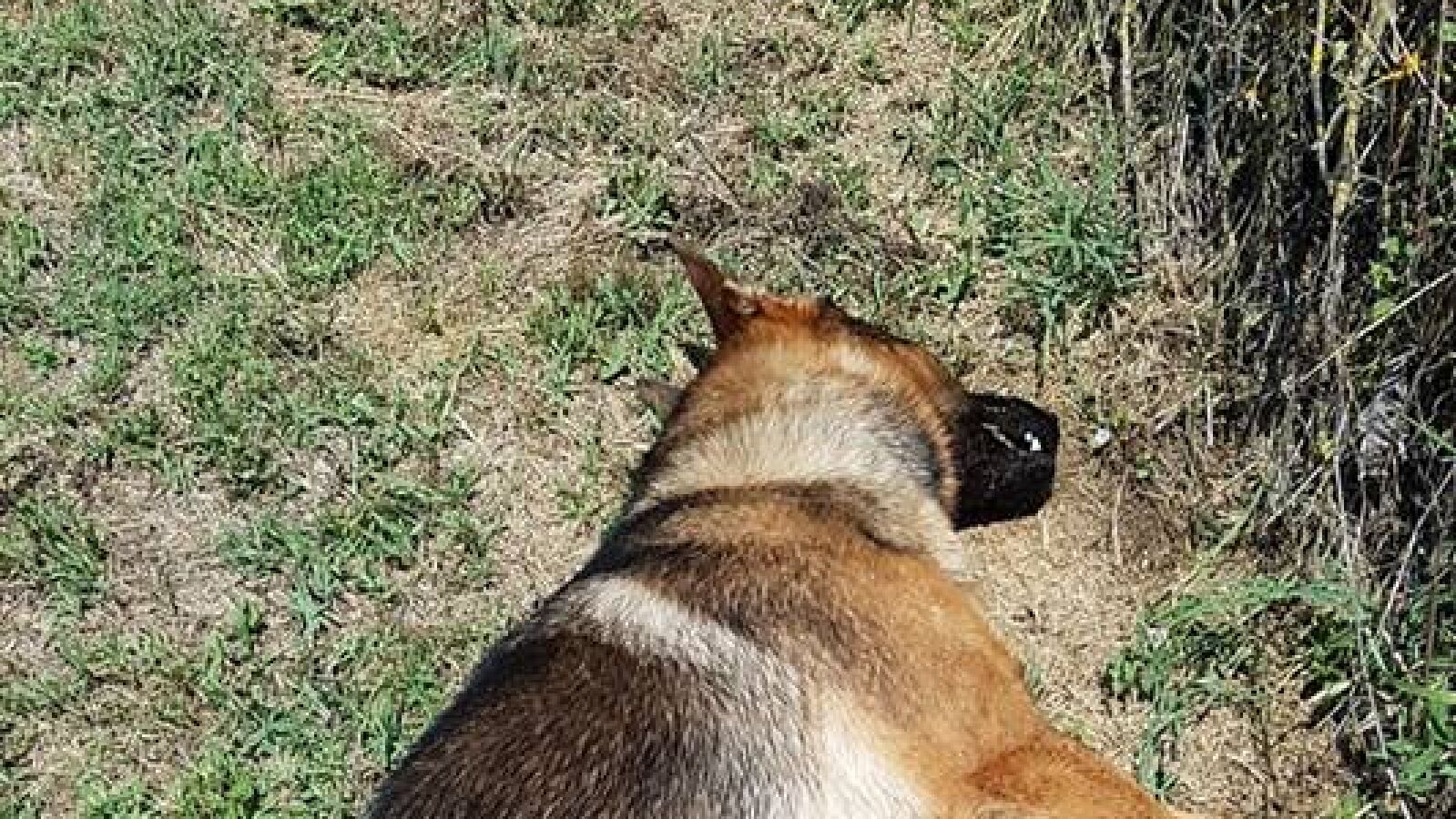 Conmoción en Italia después de que hallaran envenenado al perro 'héroe' que salvó decenas de vidas en un terremoto