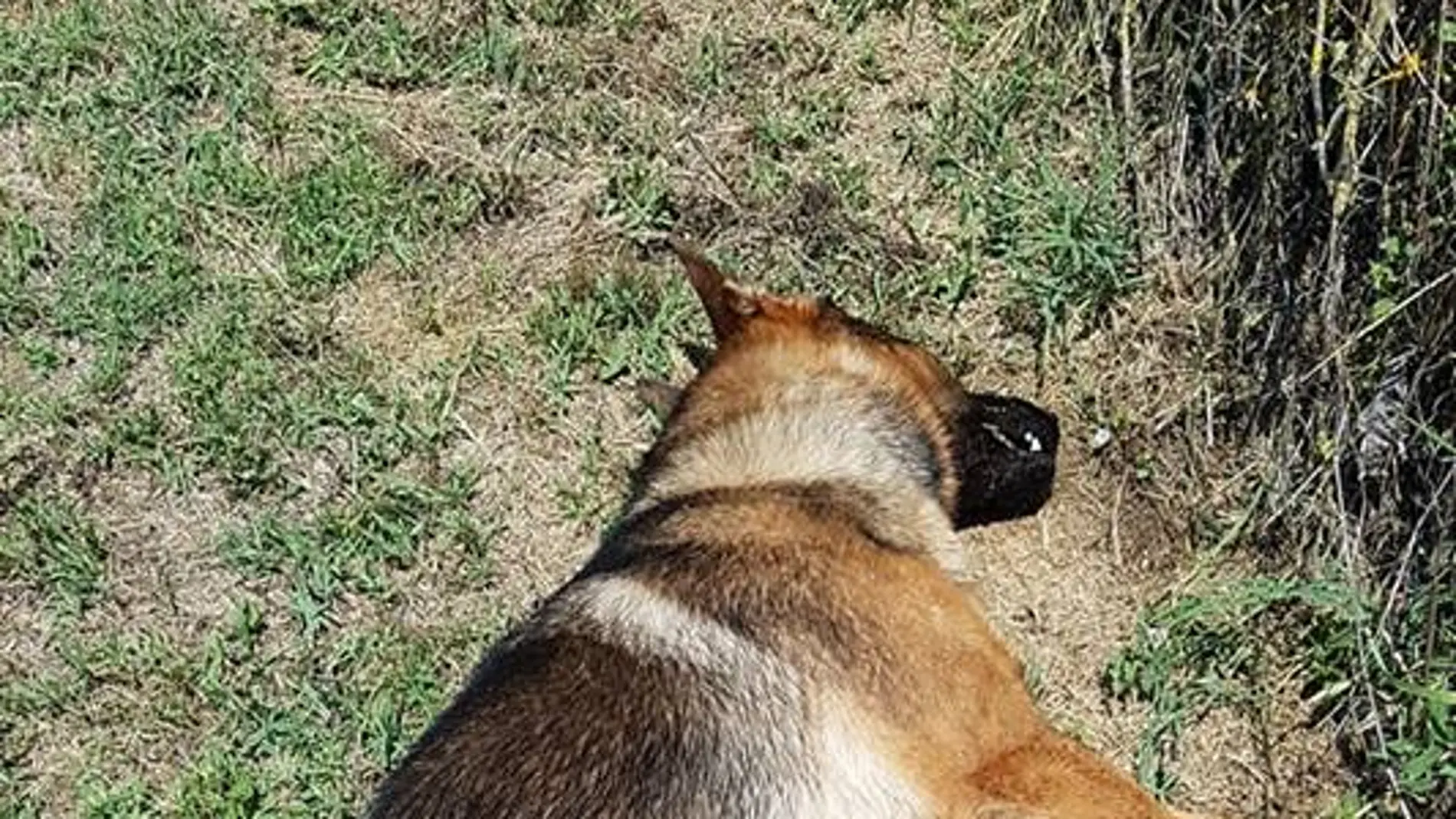 Kaos, el perro 'héroe' envenenado Kaos, el perro 'héroe' envenenado