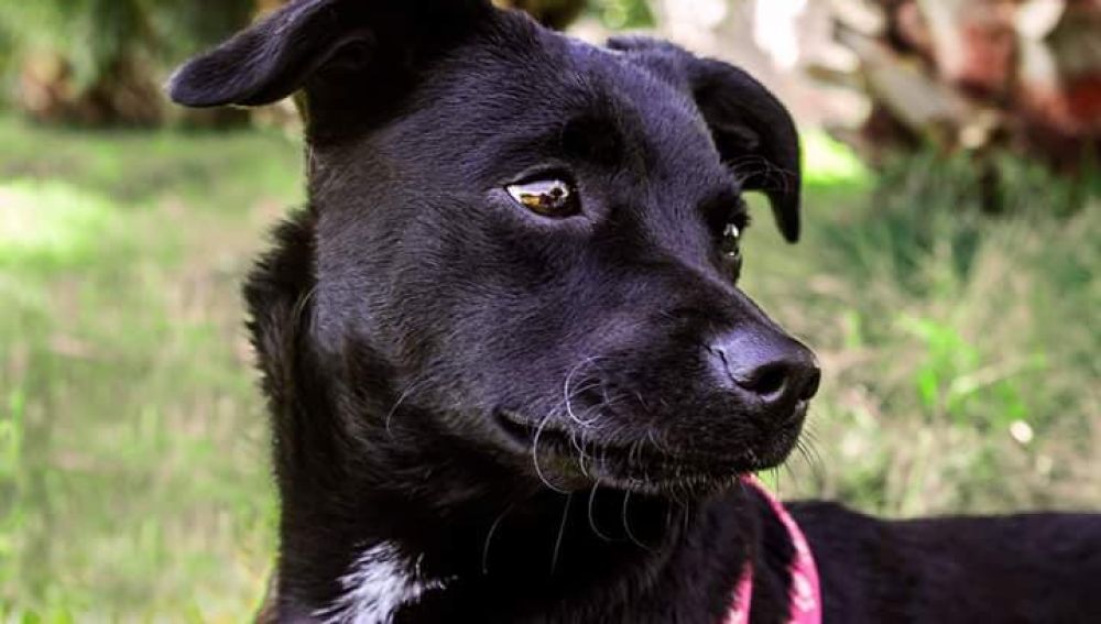 Piny, la perrita perdida en Barajas