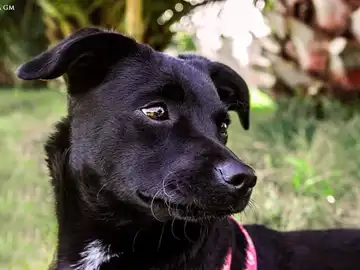 Piny, la perrita perdida en Barajas Piny, la perrita perdida en Barajas