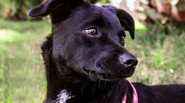 Piny, la perrita perdida en Barajas