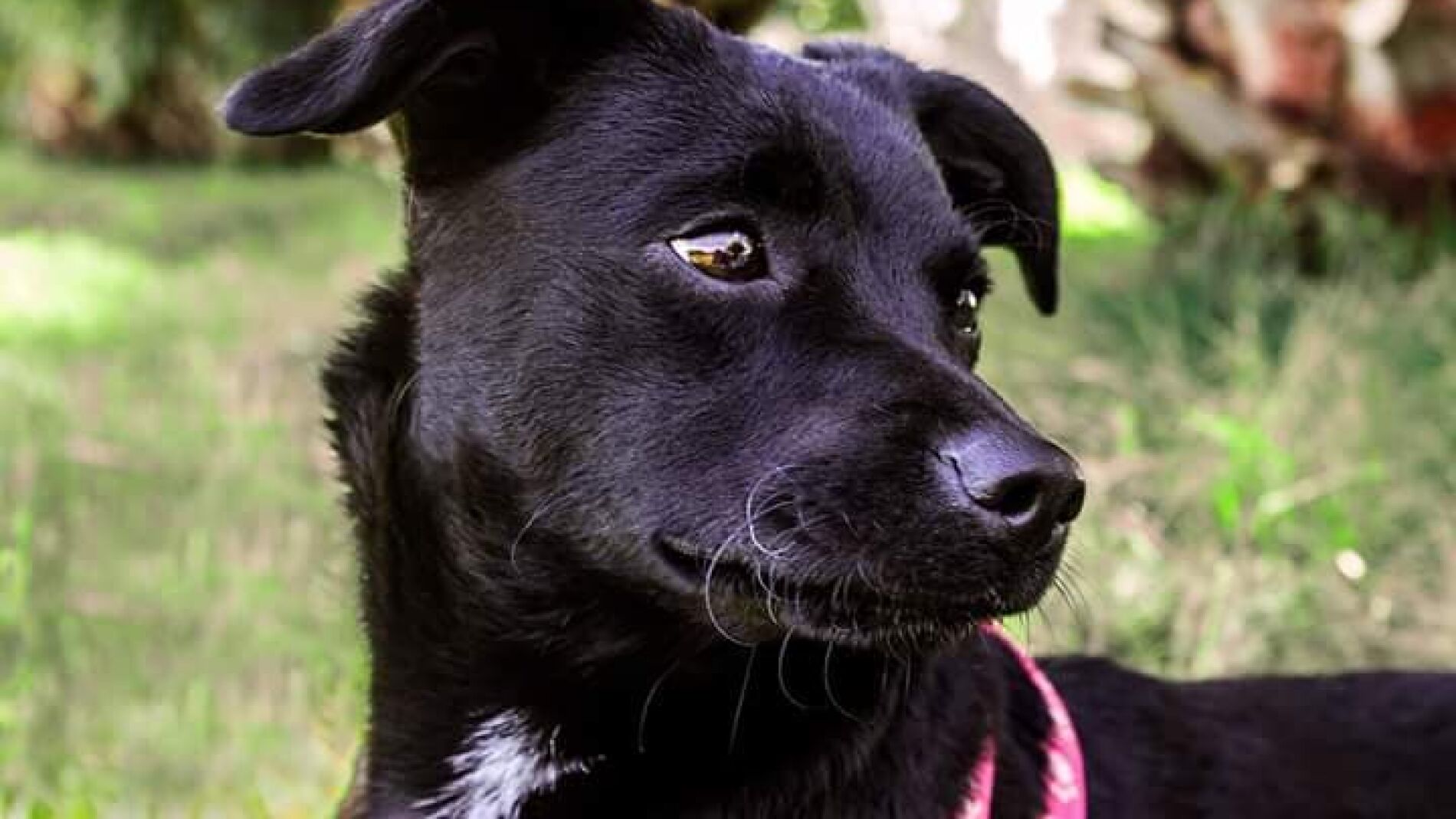 Piny, la perrita perdida en Barajas