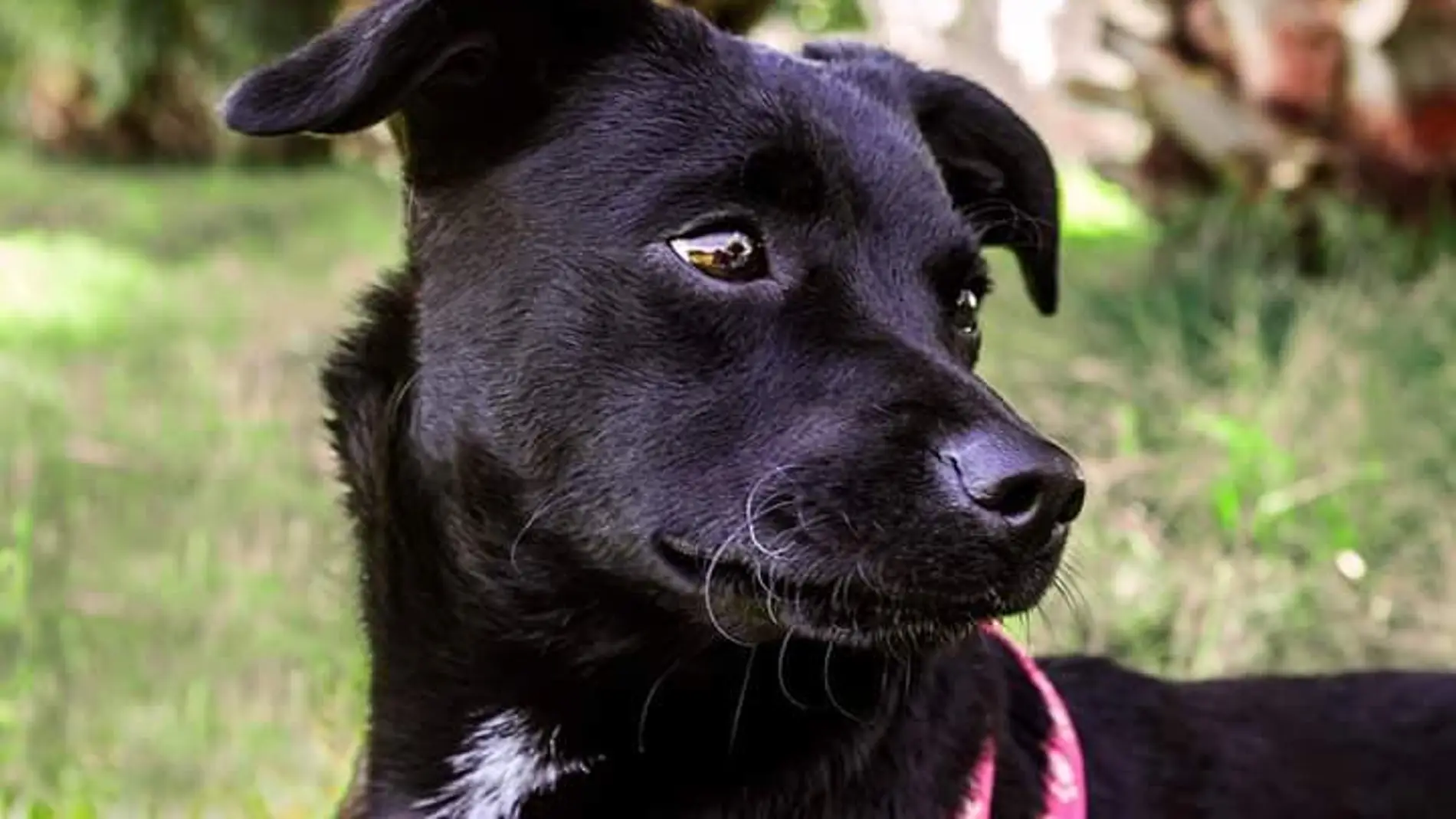 Piny, la perrita perdida en Barajas Piny, la perrita perdida en Barajas