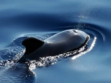 Descubren Wolphin, un nuevo mamífero híbrido de ballena y delfín Descubren Wolphin, un nuevo mamífero híbrido de ballena y delfín