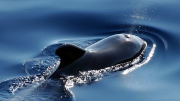 Descubren Wolphin, un nuevo mamífero híbrido de ballena y delfín 