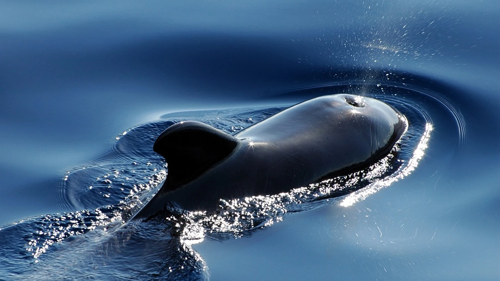 Descubren Wolphin, un nuevo mamífero híbrido de ballena y delfín Descubren Wolphin, un nuevo mamífero híbrido de ballena y delfín